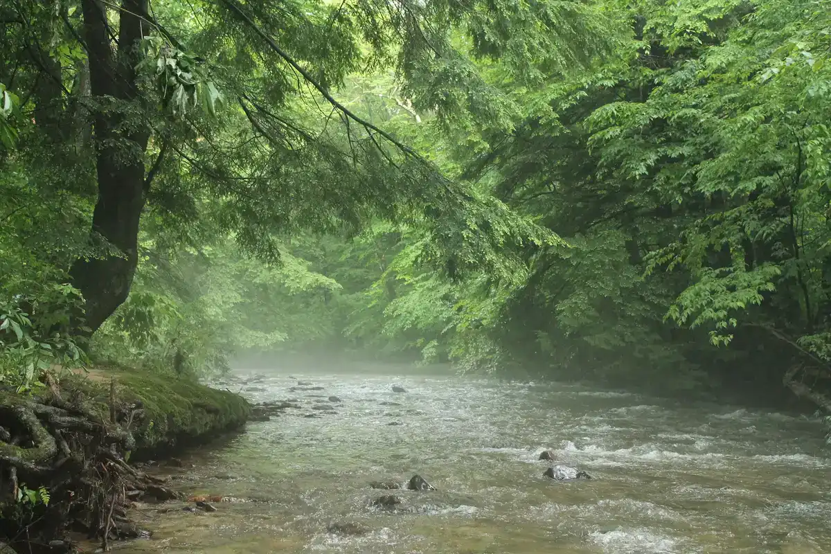 Morgendlicher Wald im Nebel